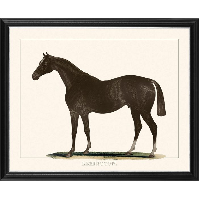 BLACK HORSE II:40X50