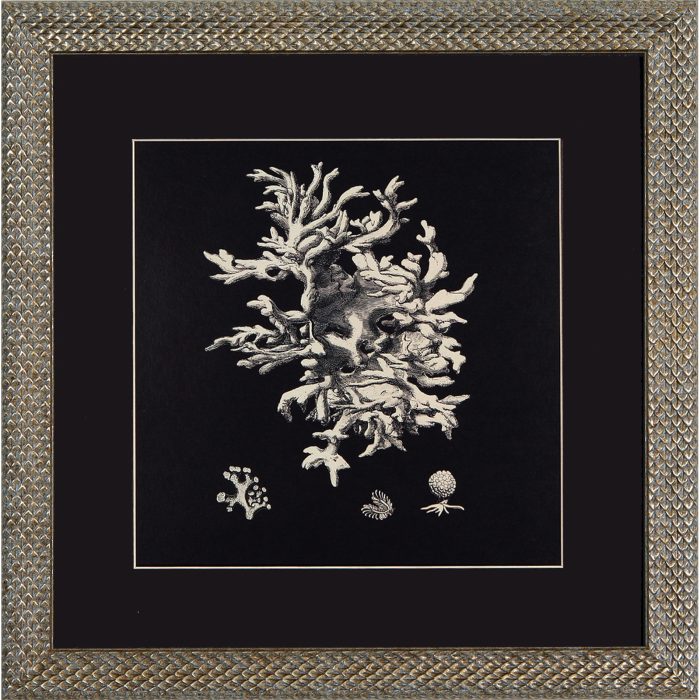 ARCHIVE:CORAL B/W:40X40