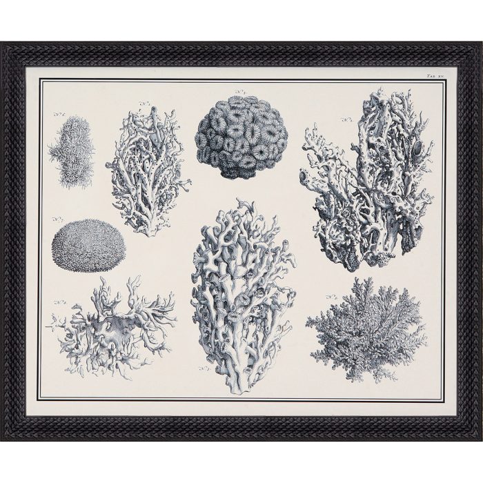 ARCHIVE:CORAL:B/W:45X55